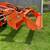 Kubota L2245 Bucket 4 in 1, 72” wide. Skid steer attachment. Used one year 8 thumbnail