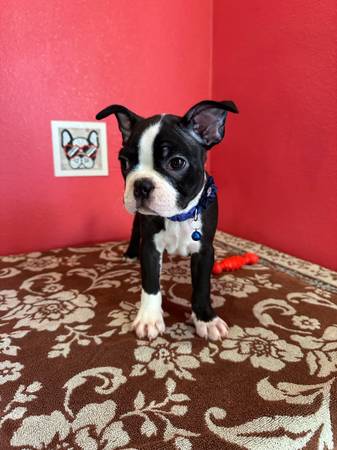 Rehoming boston terriers (Terra Bella)63873027139585120