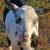 Nigerian dwarf goat herd 6 thumbnail