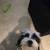 Rehoming dog 2 thumbnail
