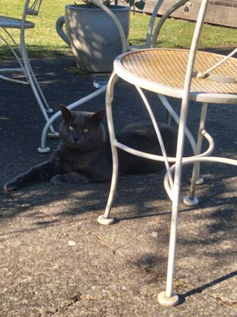 Sammy is still missing64145649726339120