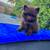 Chocolate pomeranian male 2 thumbnail