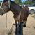 2yr old draft cross mare 1 thumbnail