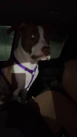 Pit bull 1