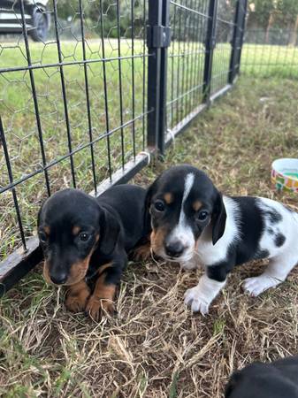 Mini dachshund puppies (Grandview)63937540222595120