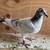 White Homing Pigeons. Wedding Doves 7 thumbnail