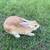 Rabbits 6 thumbnail