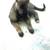 Akita mix puppies 1 thumbnail