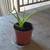 Aloe Plant Houseplant 1 thumbnail