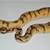 Ball Python Collection 12 thumbnail