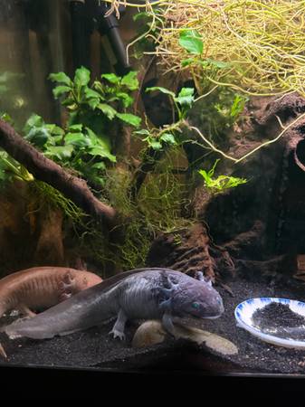 Axolotls w/ 40 Gallon Aquarium (Loon Lake)63970213679747120