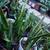 Sansevieria (Snake) plants 1 thumbnail