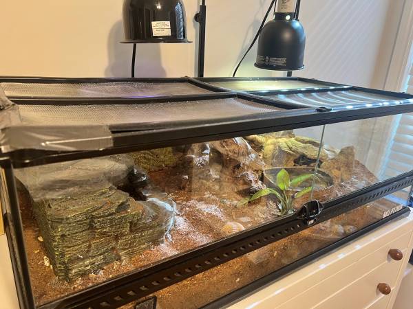 rehoming ball python with tank, lights, accessories (menlo park)63861571277313123