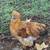 Mille Fleur Satin Silkie Rooster 1 thumbnail