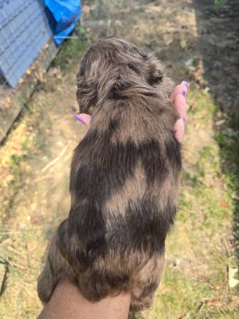 CKC female Cocker Spaniel puppies63812867196417124