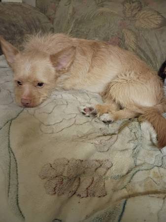 Lost dog (Surprise)64050382530435120