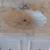 Antique (1950s) Bath Vanity, Countertop. Exc Cond. 3 thumbnail
