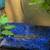 60 gallon tank with bichar 2 thumbnail