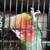 Green cheek conure pair 3 thumbnail