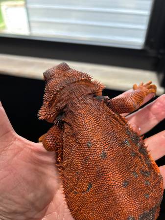 Monstruo rojo, dragón barbudo, hembra63667828932225120