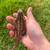 Bearded dragons 7 thumbnail