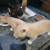 RESCUE KITTENS 7 thumbnail