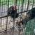 Americana Rooster 5 thumbnail
