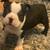 Boston terrier 1 thumbnail