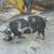 KuneKune Boar 3 thumbnail