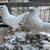 pigeons 18 thumbnail