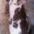 Teenage cats need homes 8 thumbnail