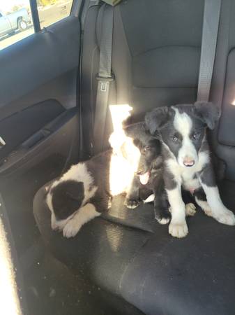 Border collie puppies (morgan hill)64031023474563123