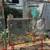 Small animal/exotic cage heavy duty indoor/out 6 thumbnail