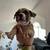 American Bully Puppies 8 thumbnail