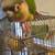 Yellowsided Greencheek Conure & Like New Cage---Talks 3 thumbnail