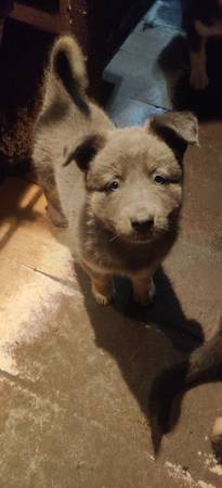 Husky/gsd mix puppies (Monroe)63853464858625121