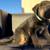 Puppy German shepherd mix 1 thumbnail