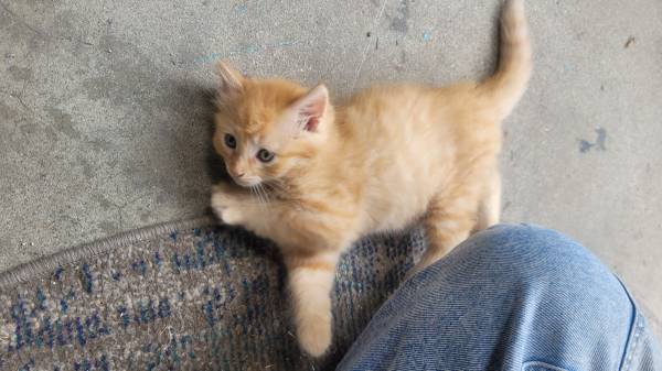 Rehoming last Female Kitten (Pico Rivera)63865302004739120