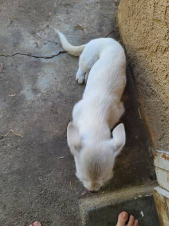 Mixed chihuahua (North sac)63848875729921121