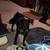 Black Miniature Schnauzer 1 thumbnail