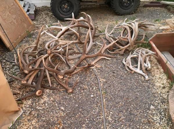 Large Collection of Deer & Elk Antlers Great for Crafts, Décor, or Collectors 1