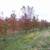 Large shade trees set with 90 Inch Spade 3 thumbnail