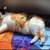 Missing cat 2 thumbnail