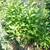 HERBAL PLANTS FOR SALE 1 thumbnail