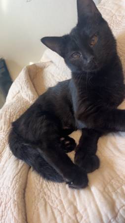 Fixed TNR cats - Friendly (Malaga)63761992515715123