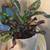 Multiple plants in ceramic pots well started very nice 7 thumbnail