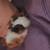 Rehoming Bonded Male Pair of Guinea Pigs 5 thumbnail