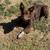 6 month old Aussie 1 thumbnail