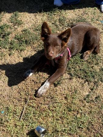 6 month old Aussie 1