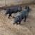 Show pigs/breeding stock 8 thumbnail